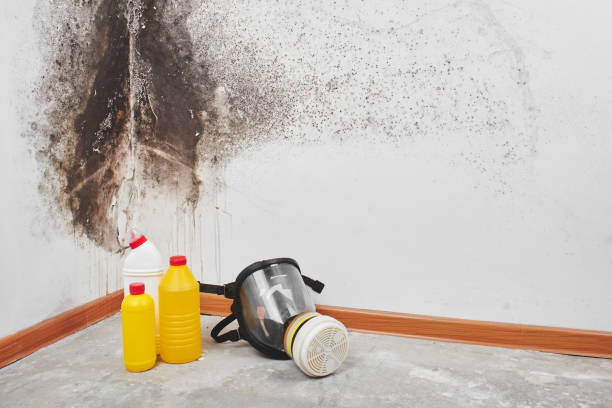 Mold Testing and Removal in Chamberlain, SD