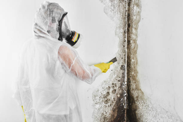 Best Home Mold Removal  in Chamberlain, SD