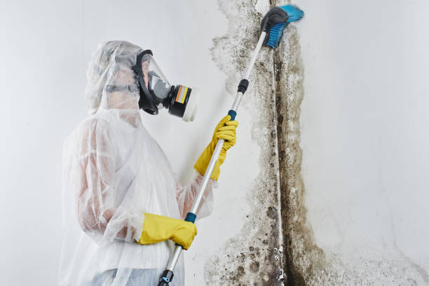 Best Affordable Mold Removal  in Chamberlain, SD