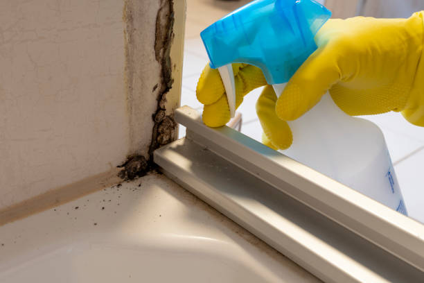 Best Best Mold Removal Companies  in Chamberlain, SD