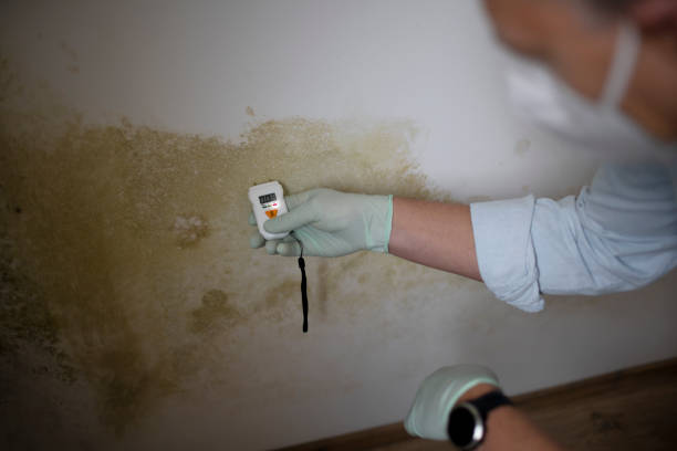 Best Toxic Mold Removal  in Chamberlain, SD