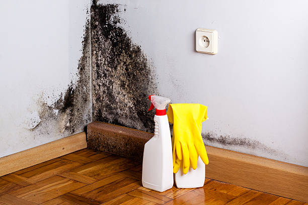 Best Black Mold Removal  in Chamberlain, SD