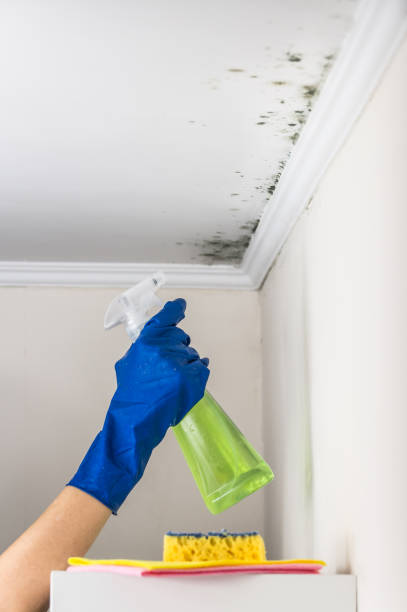 Best Best Mold Removal Companies  in Chamberlain, SD